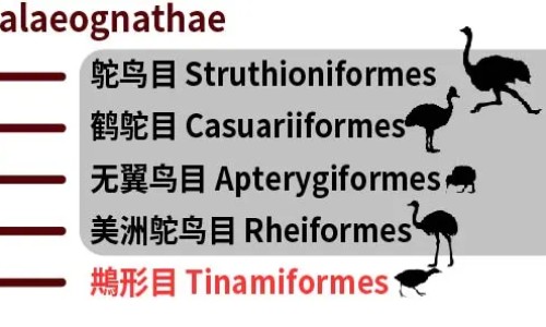 骨头膏价格网骨头王膏药知识网站,分享骨头王膏药怎么样大全